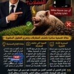 إقناع الخنزير أن العشب أفضل من الفضلات