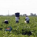 ننشر تفاصيل مشروع قانون لحماية الفلاحين والصيادين الذي تقدم به النائب أحمد السبكي لإنشاء صندوق رعاية يوفر معاشاً شهرياً 3 آلاف جنيه وقروضاً حسنة