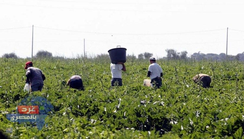 ننشر تفاصيل مشروع قانون لحماية الفلاحين والصيادين الذي تقدم به النائب أحمد السبكي لإنشاء صندوق رعاية يوفر معاشاً شهرياً 3 آلاف جنيه وقروضاً حسنة